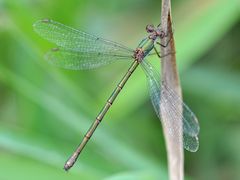 Chalcolestes viridis